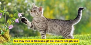 Mơ thấy mèo là điềm báo gì? Giải mã chi tiết giấc mơ